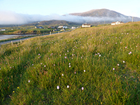 Dactylorhiza maculata